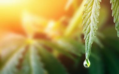 February-marijuana-awareness-month